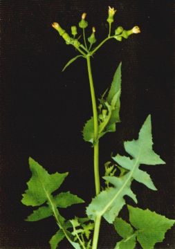 Sonchus Oleraceus Extract 